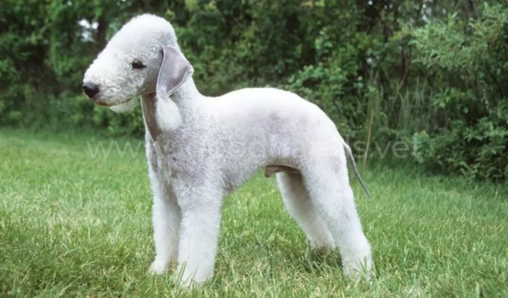 bedlington-terrier-851533.jpg