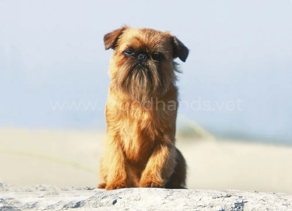 griffon-belge-medialibrary_original.jpg