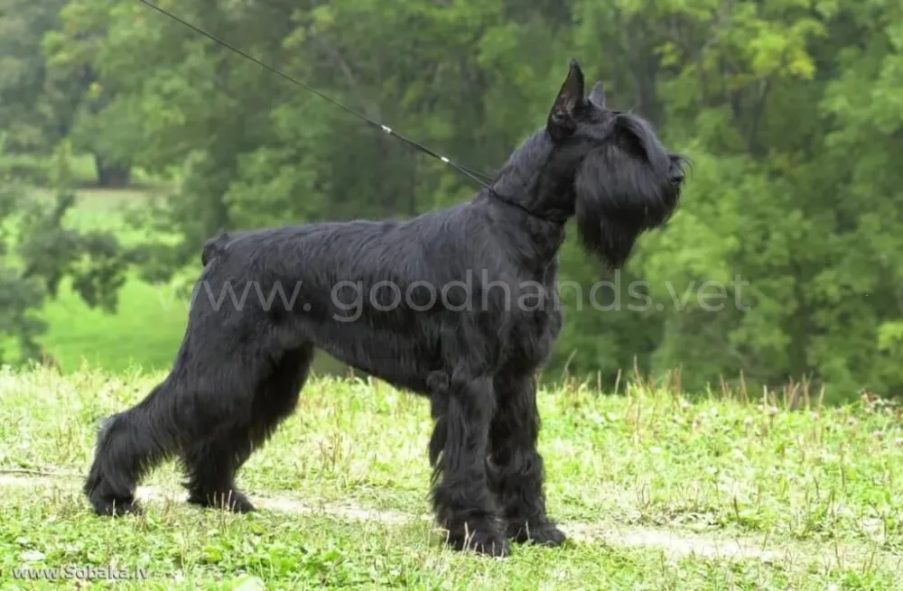 rizenschnauzer5.jpg