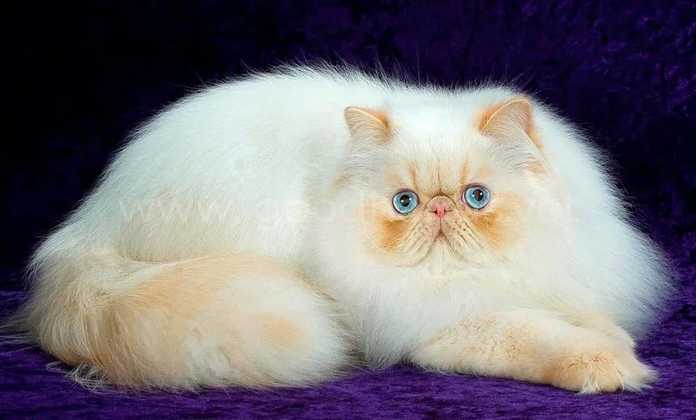 персидская кошка